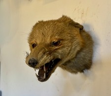 Antique Taxidermy Fox Head …
