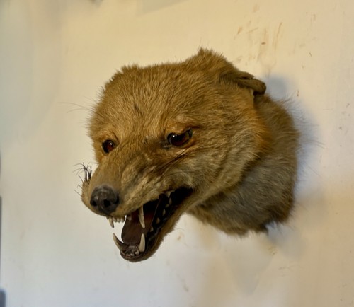 Antique taxidermy fox - fox, head