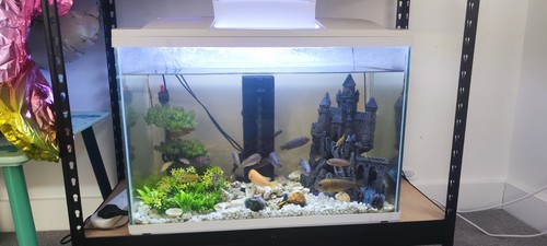 100 liter fish - 100,
