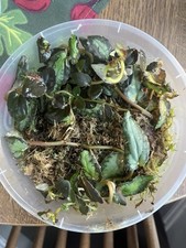 Pellionia repens / Watermelon