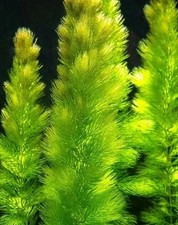 6x HORNWORT FOR POND AQUARIUM FISH TANK BEAUTIFUL OXYGENATING PLANT WEED SHRIMP