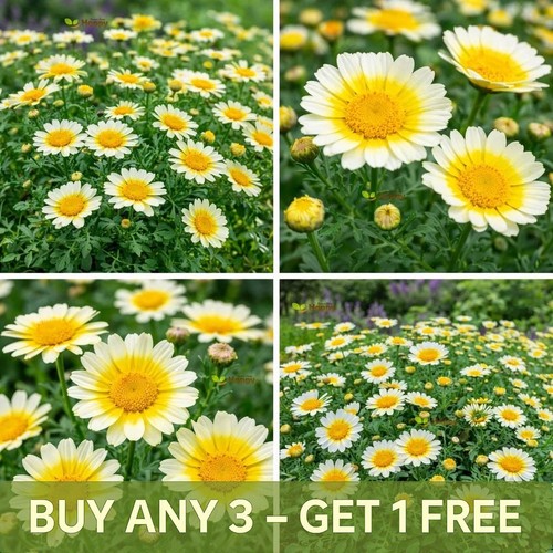 Crown daisy kantochuba - daisy,