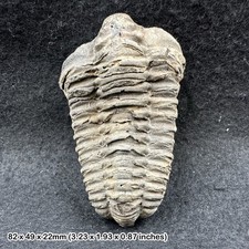 Large diacalymene trilobite