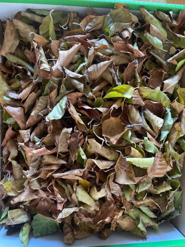 Leaf litter beech leaves for - leaf,