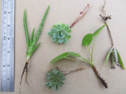 Various plant cuttings - x,