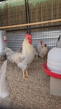 13 Rare Isabella Leghorn