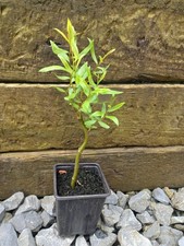 Contorted Willow, Twisted