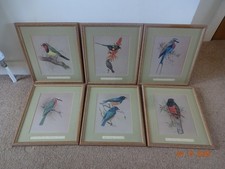 East African Birds 6 Rena