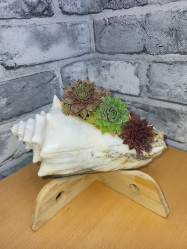 Succulents conch shell on - succulents,