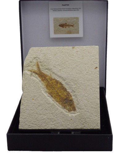 Fossil knightia fish - knightia, gift