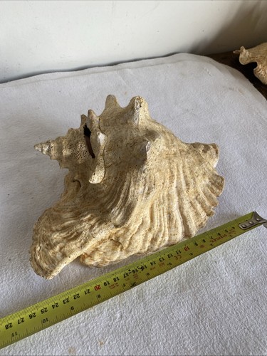 Large vintage conch - large,