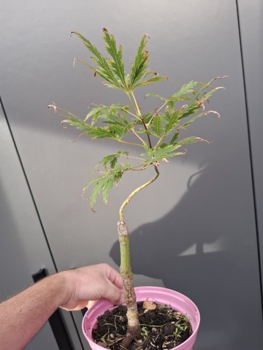Part trained japanese maple - trained,