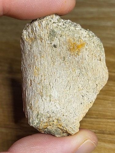 Thescelosaurus vertebra rare - thescelosaurus,