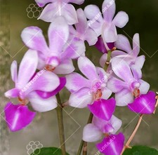 Rare Phalaenopsis Equalacea x Anna Larati Soekardi, novelty orchid