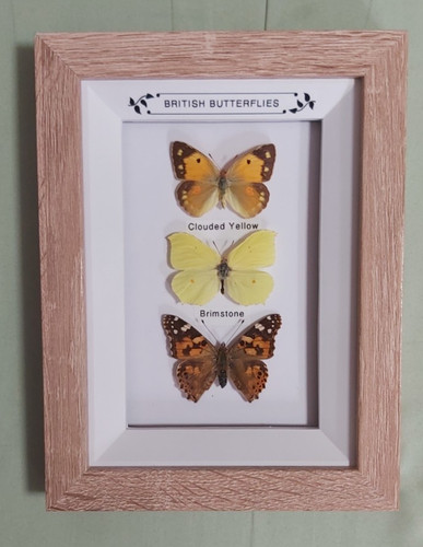 Taxidermy real framed british - taxidermy,