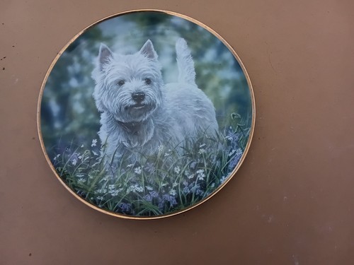 Westie west highland white - "westie",,