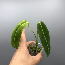 Anthurium Warocqueanum Queen -