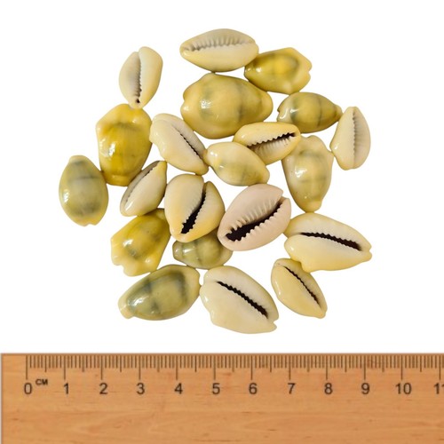 Tiny micro seashells - x, sea