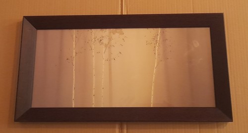 Silver birch trees ged - trees.,