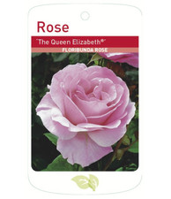 Queen Elizabeth Bush Rose FL Root Wrapped