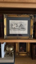 a short horn bull antique