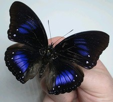 Hypolimnas Diomea A- Set