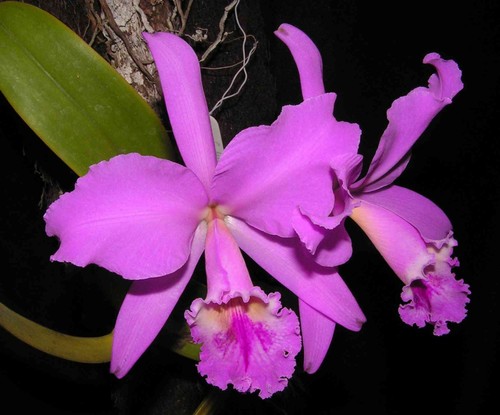 Cattleya labiata orchid - cattleya, plant