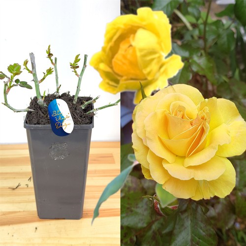 English bush rose flower - english,