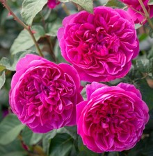 Pink Roses Hybrid Tea 5L Strong Fragrance 