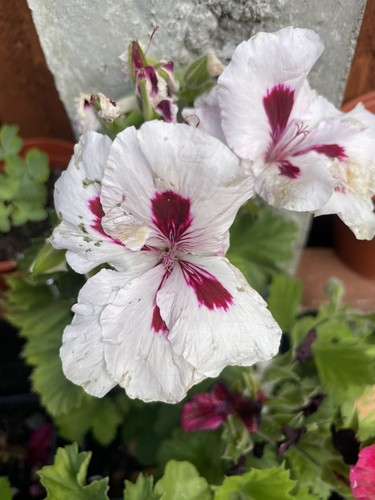 Regal pelargonium flower plant - pelargonium,