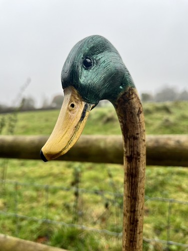 Mallard duck head hand - duck,