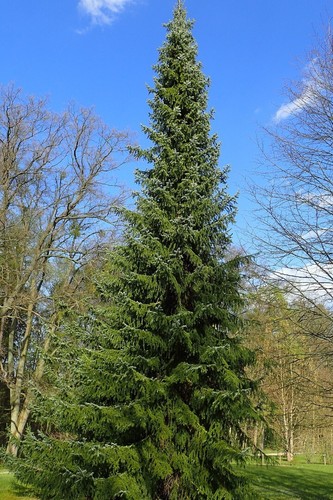 Serbian spruce tree - spruce,