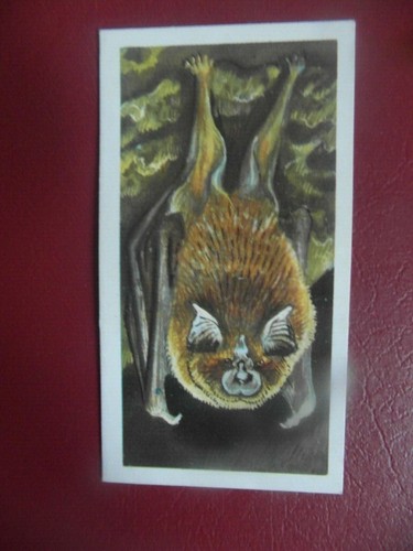 Brooke bond british - ,