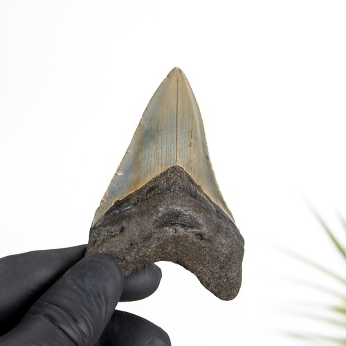 Inch megalodon shark - megalodon,