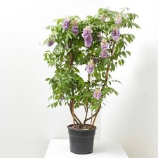 Wisteria Climbing plant