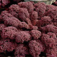 KALE 50 SEEDS SCARLET RED