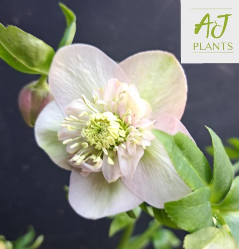 Helleborus orientalis single - helleborus,