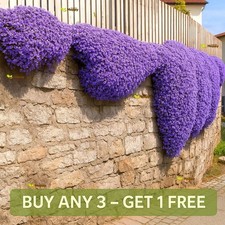 Rock Cress Mix - 700 Seeds -