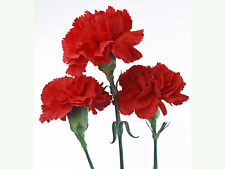 FLOWER CARNATION SCARLET RED 350 FINEST SEEDS