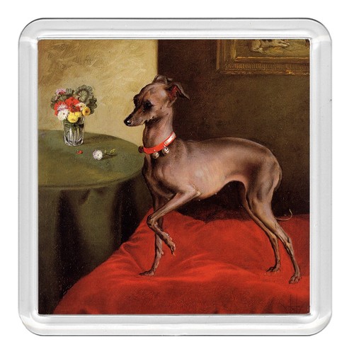 Italian greyhound dog - italian,