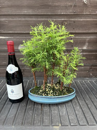 Bonsai tree dawn - tree's,