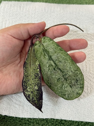 Hoya mitrata buntok - mitrata, sp