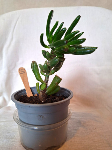 Crassula ovata hobbit jade - crassula,