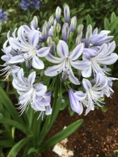 *NEW* Agapanthus ‘Elaine