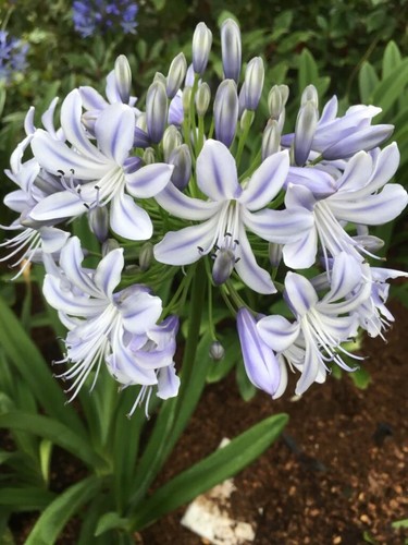 New agapanthus elaine - *new*, ‘elaine
