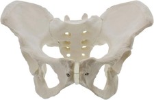 Life Size Female Pelvis Model – Hip Bone, Female Anatomy, Educational Anatomy