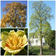 Tulip Tree young tree! Fast grower! HARDY.mGlobal warming fighter! Co2 to O2!