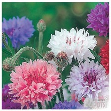 20 X SEEDS CORNFLOWER MIXED