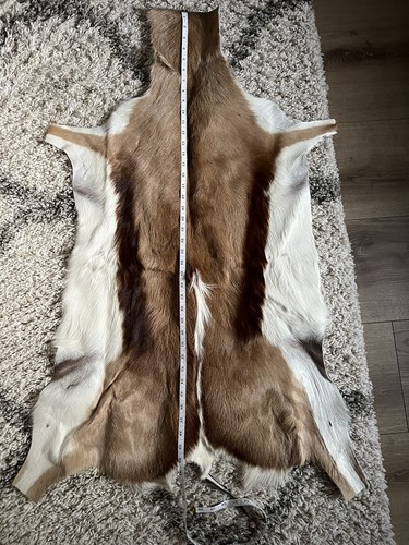 Springbok skin from - -,