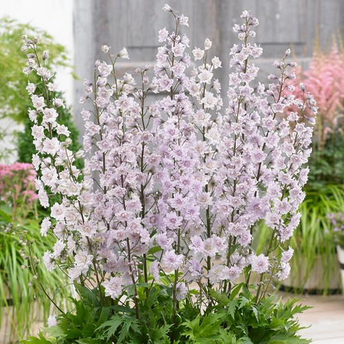 Delphinium highlander cha - cha,